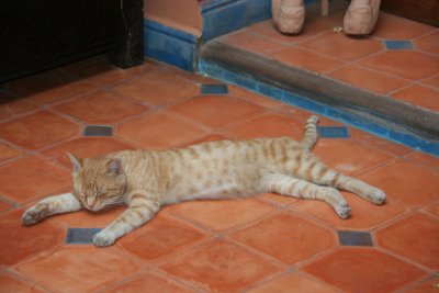 This is the house cat at Riad Zarca.  He was vociferous, because he was not fixed and appeared to be in heat!