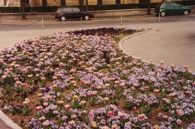 Close-up of a flowerbed in front of the theater.