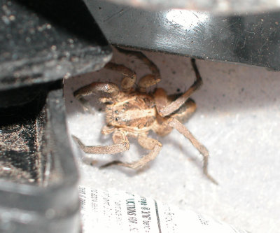 spiders_and_things