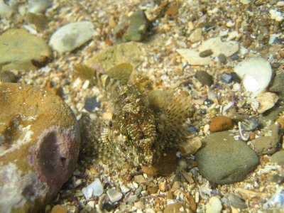 Wooley Sculpin