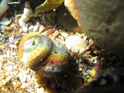 Iridescent shell