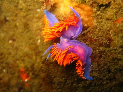 Spanish Shawl nudibranchs mating