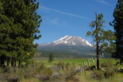 Mt. Shasta Lavender Farm