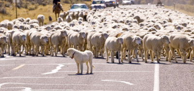 Sheep crossing road, Utah