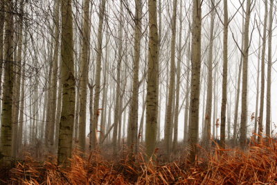 Trees0001.JPG