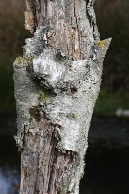 Trees0003.JPG