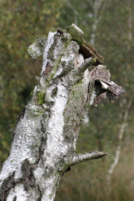 Trees0005.JPG