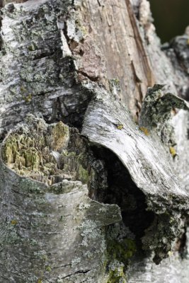 Trees0006.JPG