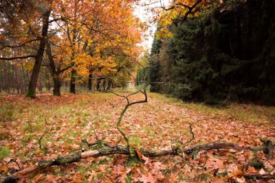 Trees0007.JPG