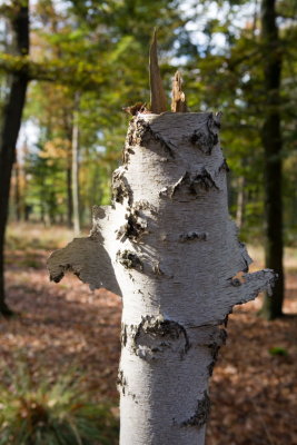 Trees0009.JPG