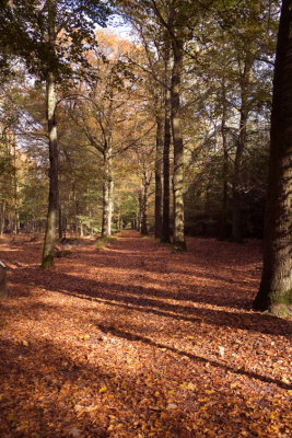 Trees0010.JPG