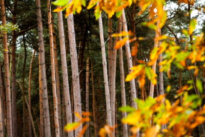 Trees0012.JPG