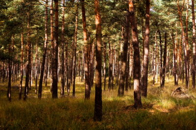 Trees0013.JPG