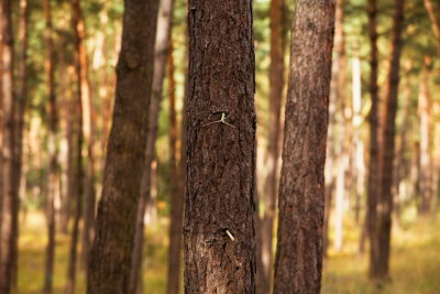 Trees0014.JPG