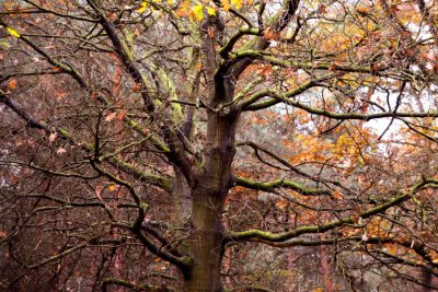 Trees0015.JPG