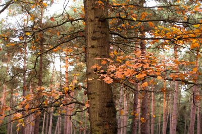 Trees0016.JPG