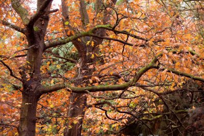 Trees0017.JPG