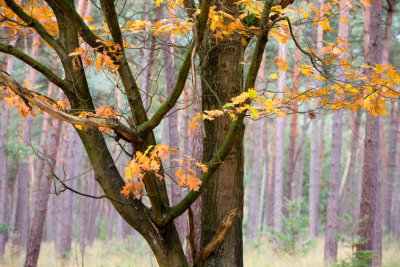 Trees0018.JPG