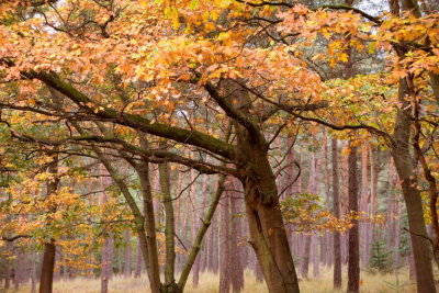 Trees0019.JPG