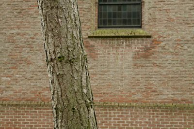 Trees0020.JPG