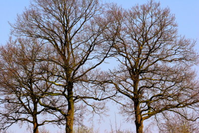 Trees0021.JPG