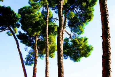 Trees0022.JPG