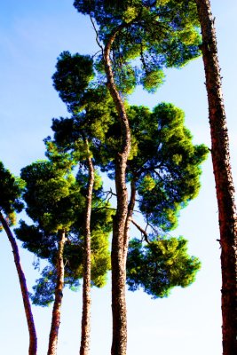 Trees0023.JPG