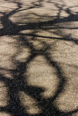 Trees0024.JPG
