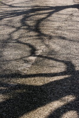 Trees0026.JPG