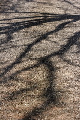 Trees0027.JPG