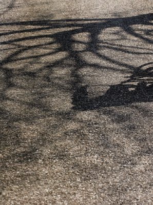 Trees0028.JPG