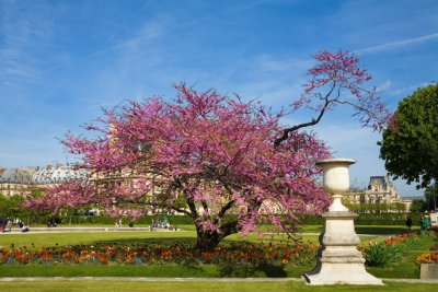 Paris,  Jarin des Tuileries