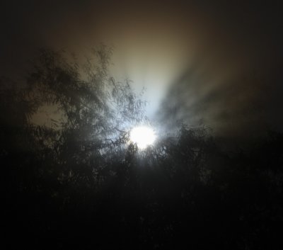 A Foggy Morning Moon through the Trees