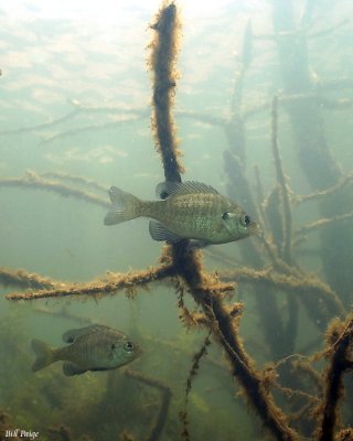 Fresh water dive