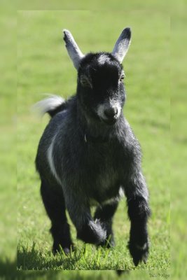 Liddo  Baby Goat