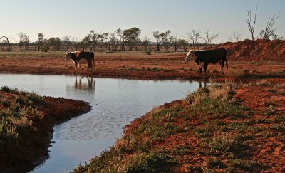 Cattle Station, NSW