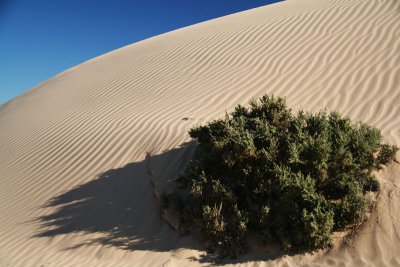 Sand Dune, Mungo NP, NSW