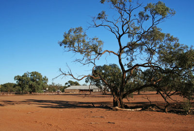 Shearing 1, NSW