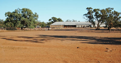 Shearing 2, NSW