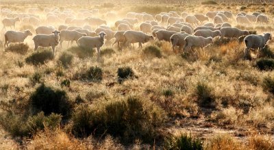 The Long Paddock, NSW