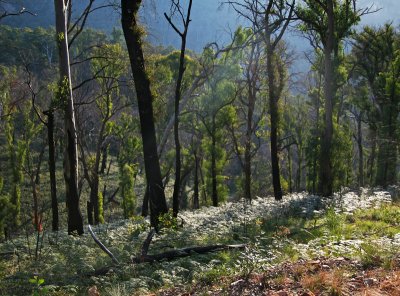 Mt Buffalo Forest, Vic