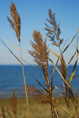DSC_4973a.jpg