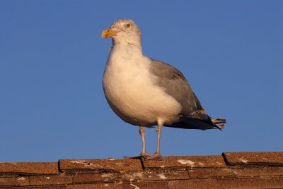 DSC_8219a.jpg