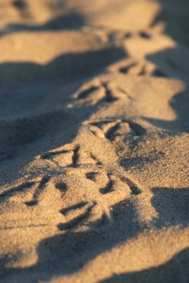 DSC_8224a.JPG