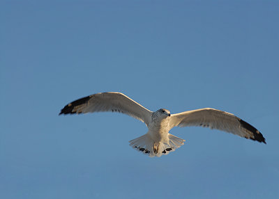 DSC_8227a.jpg