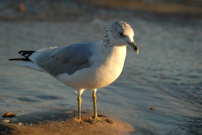 DSC_8280a.jpg