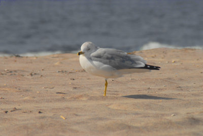 DSC_8756a.jpg