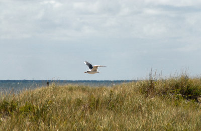 DSC_8962a.jpg