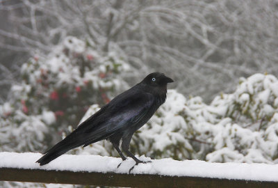Snow crow