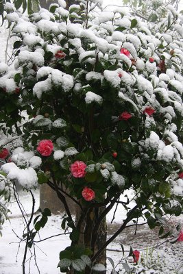 Camelia in the snow